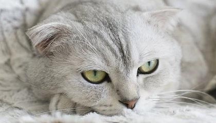 鸿pos机刷卡一直不到账怎么办？